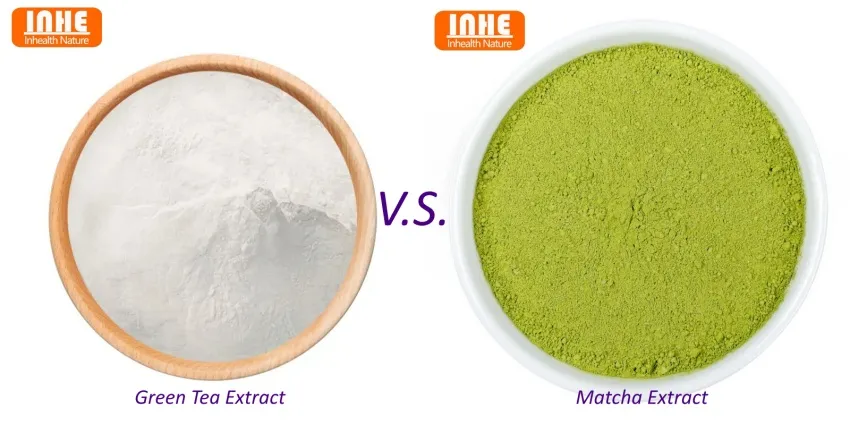 Green Tea Extract vs Matcha Extract