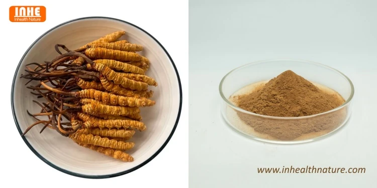 Cordyceps Sinensis and Cordyceps Sinensis Powder Cordyceps Sinensis and Cordyceps Sinensis Powder